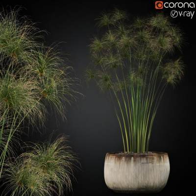 现代植物盆栽-5